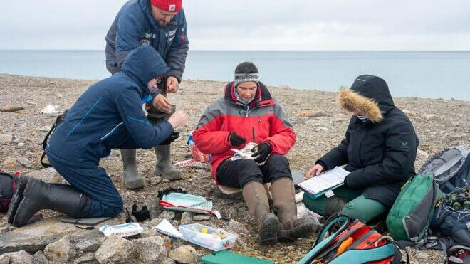 На Земле Франца-Иосифа обнаружили останки древних китов и тюленей