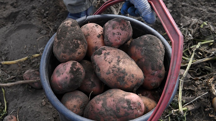 Ученые выяснили, как появился современный картофель