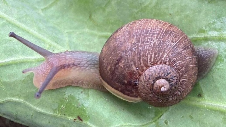 Редкой улитке-левше из Новой Зеландии ищут партнера