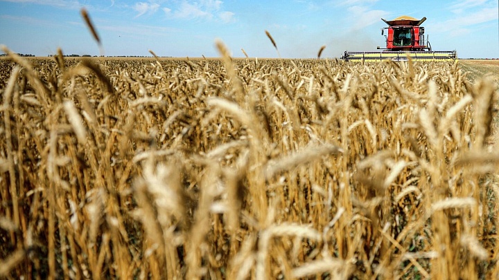 Путин оценил урожай зерновых в России